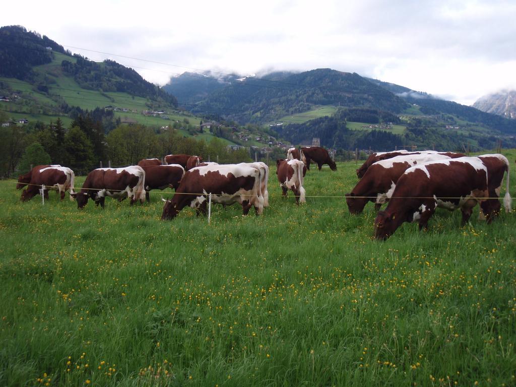 Palfnerhof Appartements Sankt Johann im Pongau Eksteriør billede
