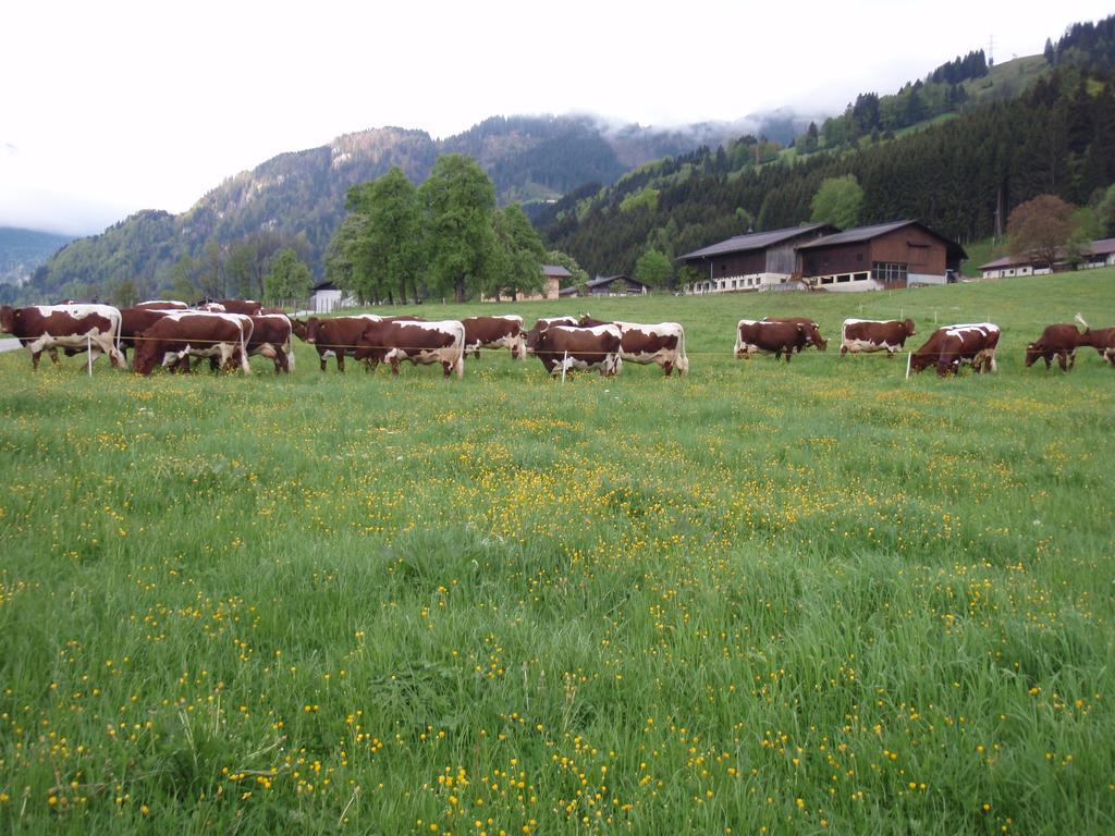 Palfnerhof Appartements Sankt Johann im Pongau Eksteriør billede